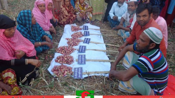 শরীয়তপুরে বিনাচাষে পেঁয়াজের কন্দ উৎপাদনে জাত ও সারের মাত্রা নিরুপণ গবেষণা
