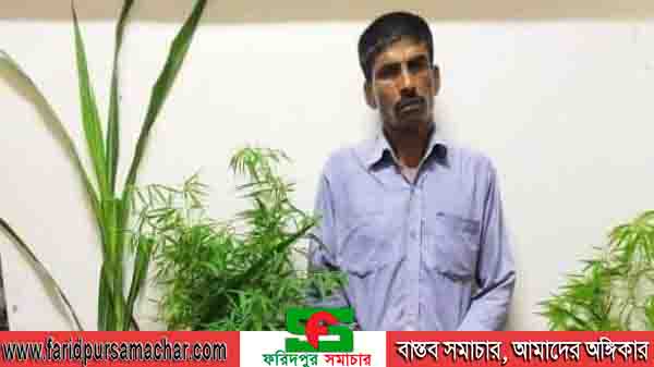 চরভদ্রাসনে গাঁজা চাষী আটক