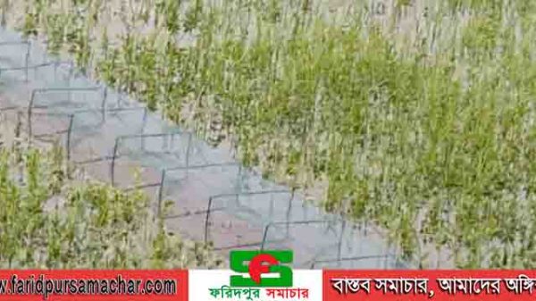 সালথায় নিষিদ্ধ কা‌রেন্ট জাল ও চায়না জা‌লের ব‌্যবহা‌রে হুম‌কি‌তে দেশীয় মাছ
