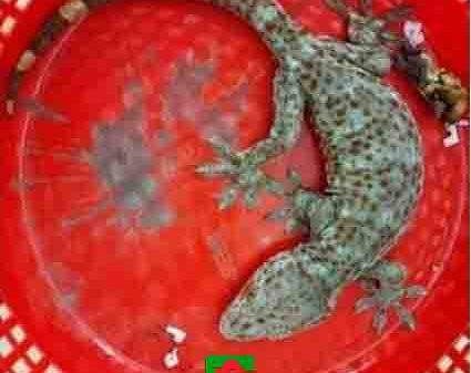 ফরিদপুরে বিরল বন্যপ্রাণী তক্ষক অবমুক্ত করল জেলা পুলিশ