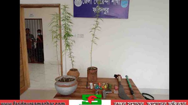 ফরিদপুর ডিবি পুলিশের অভিযানে গাঁজার গাছ, ইয়াবা ও অন্যান্য সরঞ্জামাদি উদ্ধার গ্রেফতার ৩