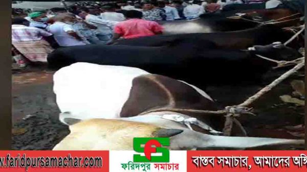 ময়মসিংরে ঈদুল আজহাকে ঘিরে জমে উঠেছে কোরবানির পশুর বাজার