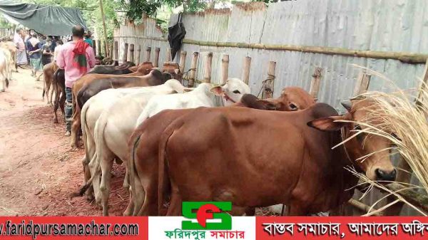বিকেল হলে জমে যাবে হাট আশাবাদী ব্যবসায়ীরা
