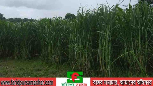 সালথায় বৃদ্ধি পাচ্ছে নে‌পিয়ার ও পাকচং ঘাসের আবাদ