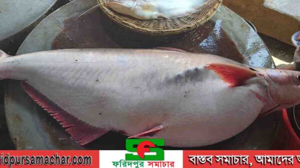 পদ্মার ২৬ কেজি ওজনের পাঙাশ ২১ হাজার টাকায় বিক্রি