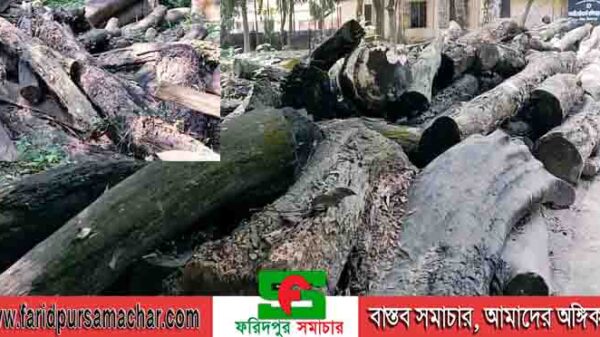 দিনাজপুর বিরল উপজেলা প্রশাসন কর্তৃক জব্দকৃত মূল্যবান কাঠ নষ্ট হয়ে যাচ্ছে : রাজস্ব হারাচ্ছে সরকার