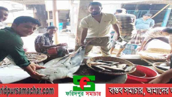চরভদ্রাসনে ধরা পড়ল ৩৪ কেজি বাঘাইড়