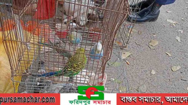 বেচাকেনা কমে গেছে ফরিদপুরের কবুতরের হাটে