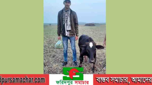 ফরিদপুর জেলার সবচাইতে ছোট গরুর সন্ধান মিলল চরভদ্রাসনে