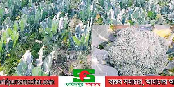 দিনাজপুর চিরিরবন্দরে ব্রোকলি চাষে লাভবান কৃষক