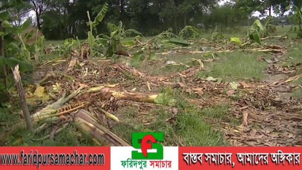 ফরিদপুরে কলা বাগান নষ্ট করে জমি দখলের অভিযোগ