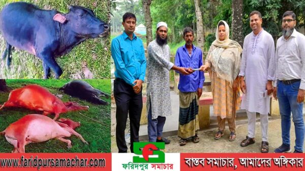 বজ্রাঘাতে ৫ গরু মৃত : ক্ষতিগ্রস্থ পরিবারের মাঝে আর্থিক সহায়তা প্রদান