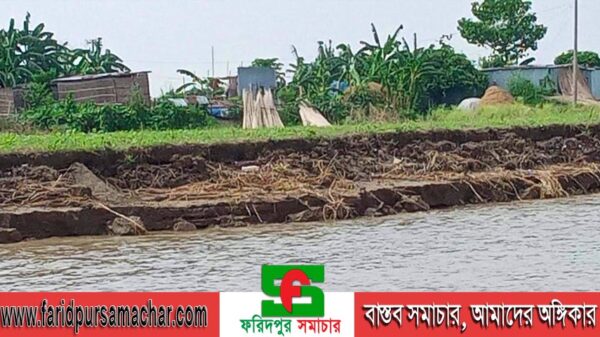 ফরিদপুরে পদ্মার তীব্র ভাঙনে ৩০০ বাড়ি নদী গর্ভে